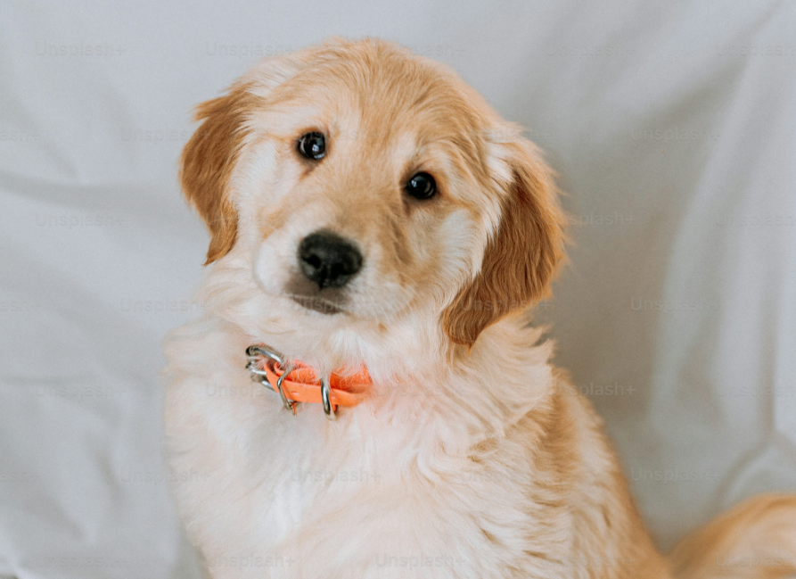 Visual do aplicativo LUSA em uso